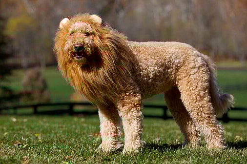 lion cut