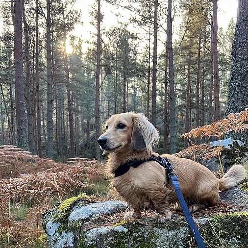 Stevie the Long-Haired Dachshund