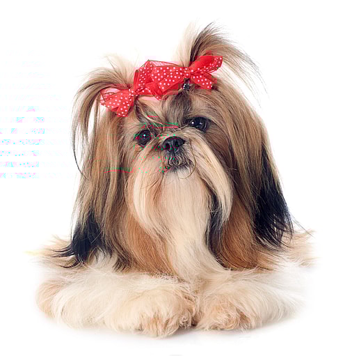 Are Shih Tzu Hypoallergenic