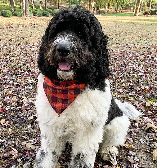 Newfoundland & Poodle mix