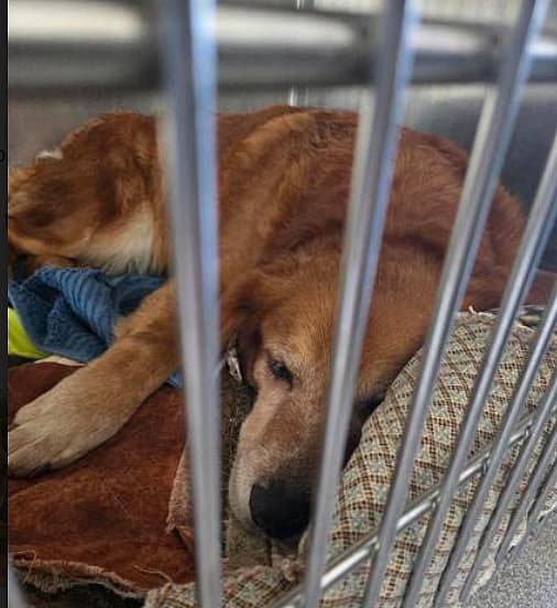 Stray Golden Retriever Loses Leg but Wins Hearts - Now She Hopes for a Forever Home.