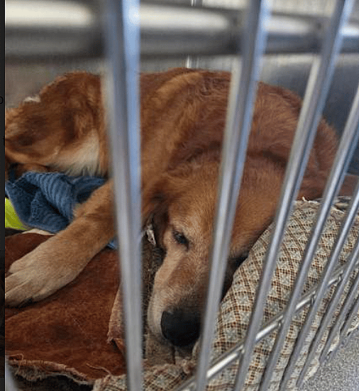 Stray Golden Retriever Loses Leg but Wins Hearts - Now She Hopes for a Forever Home.