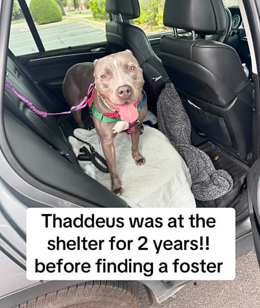 Sweet shelter dog has watched people pass him by for 700 days as if he doesn’t exist