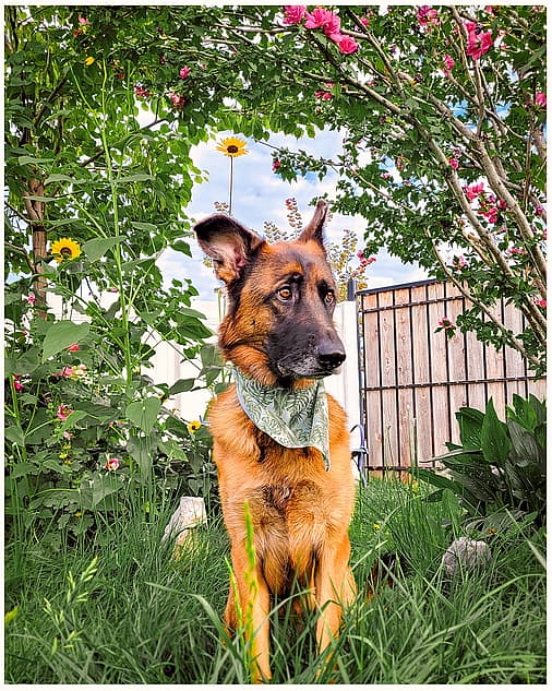 Red German Shepherd