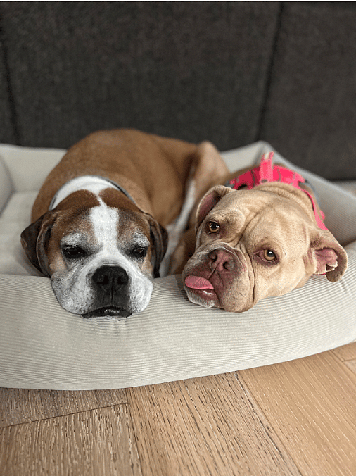 Snoozing with our foster pup Tulip - she’s available for adoption!