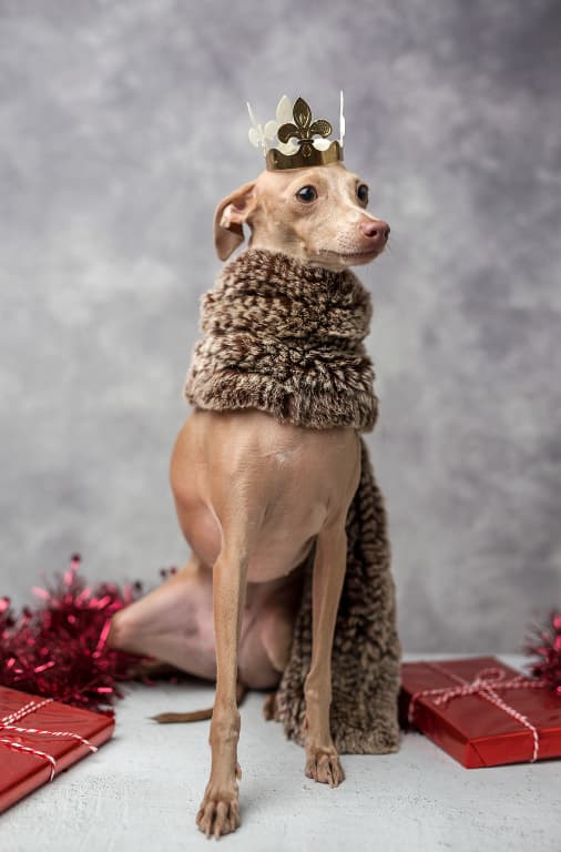dog in a prince costume: disney dog names