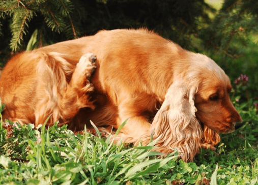 Your Guide To The Best Dog Shampoos
