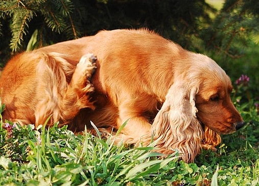 Your Guide To The Best Dog Shampoos