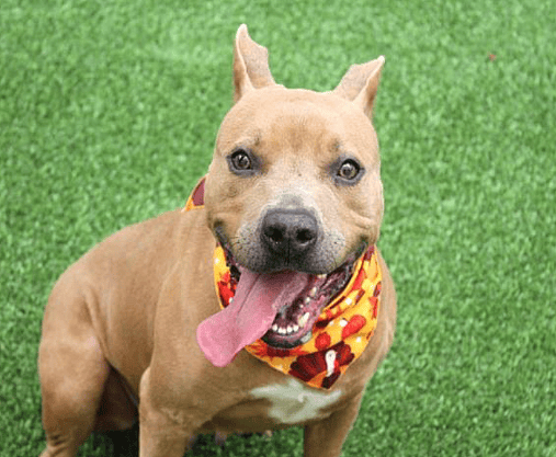 Sweet Dog Has Spent Every Holiday Alone for a Year, Wonders if She is Invisible