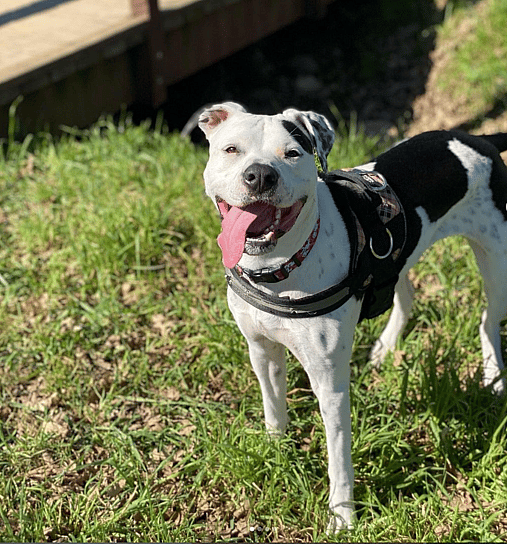 Dalmatian Pit Bull Mix