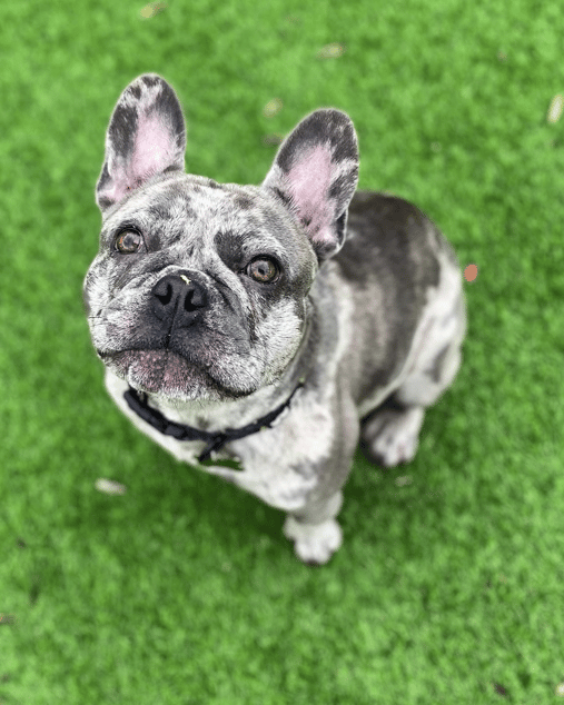 Wilbur the Blue Merle French Bulldog
