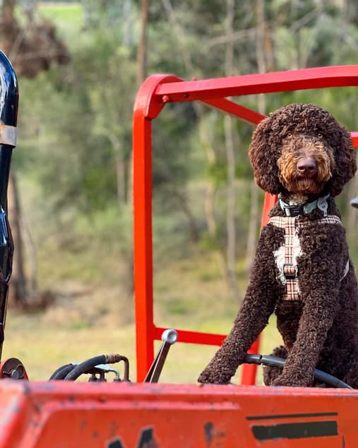 Baci Douglas the Bordoodle