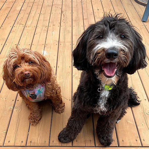 Eevee Douglas the Bordoodle