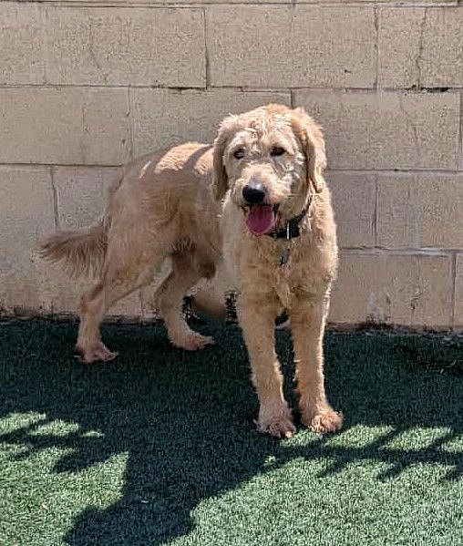 Ralphie - Labrador Retriever