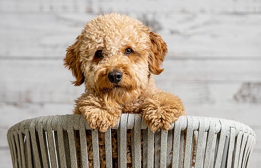 A mini Goldendoodle in  a basket
