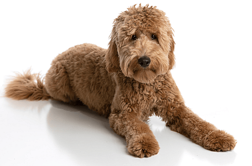 puppy cut