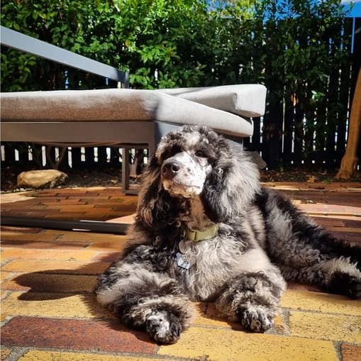 Discover the Delightful Secret of Moyen Poodles - Rocky Kanaka
