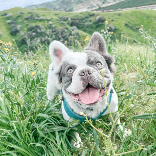 Spiffy the Lilac Long-Haired French Bulldog