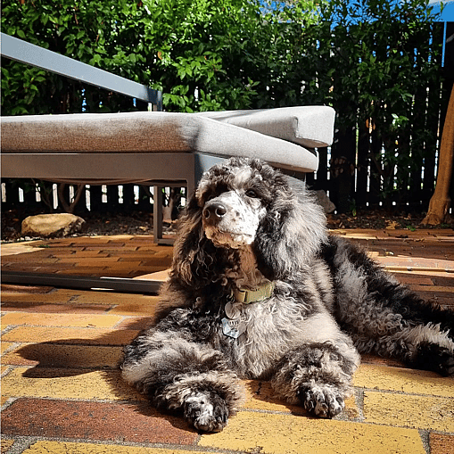 Louis the Merle Moyen Poodle