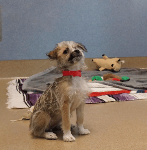 Puppy Returned to Shelter for Being "Too Evil"