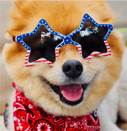 Pomeranian Names
