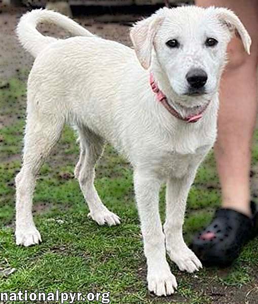 Abby in CT - pending