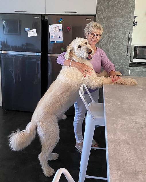 Walter White - The Shepadoodle!