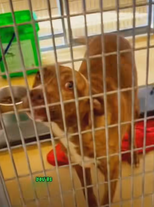 Watch: The Moment This Shelter Dog Realizes She’s Adopted Is Pure Magic