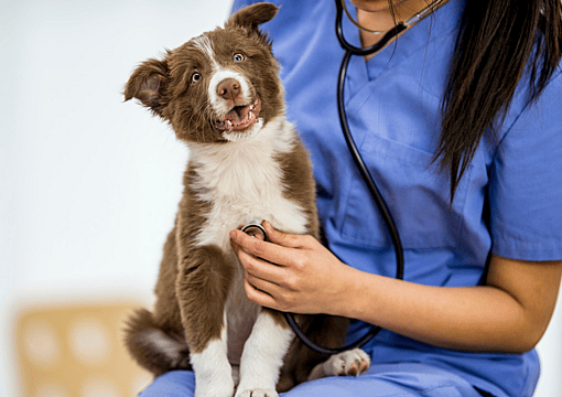 spay/neuter - stray dogs