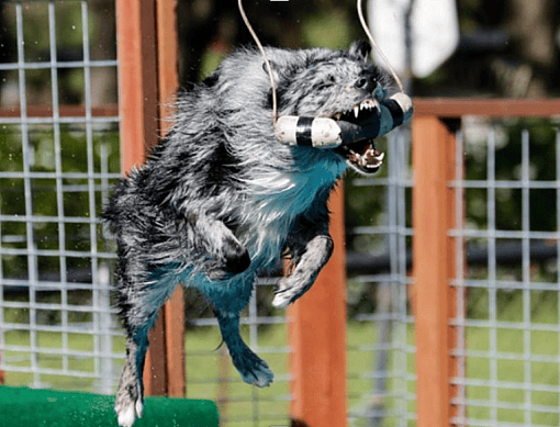 Dog Dock diving competirion