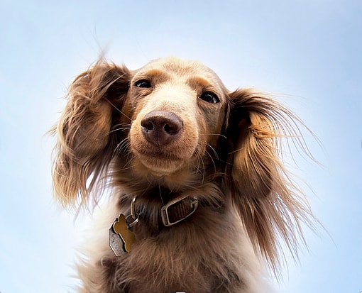 Long-Haired Dachshund