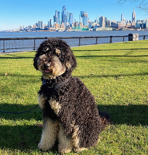 Phantom Goldendoodle