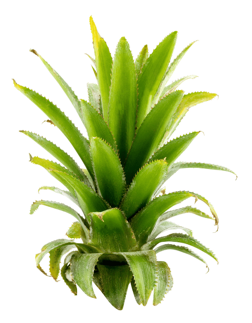 Can Dogs Eat Pineapple