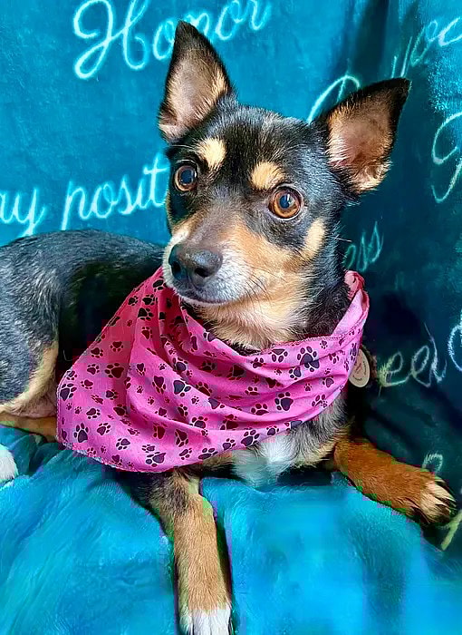 Shelter Dog Rescued After Being Dumped Desperately Awaits Adoption