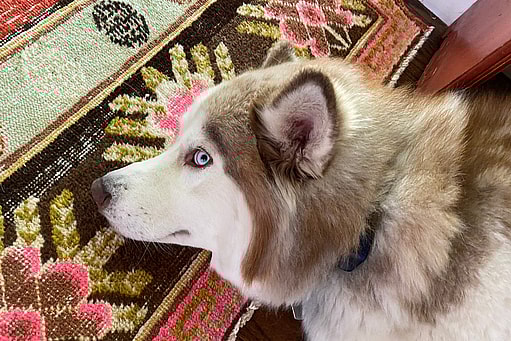 Dog side eye - Husky