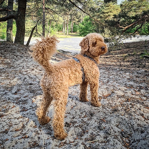 Charlie the Apricot Moyen Poodle