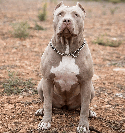 XXL Bully