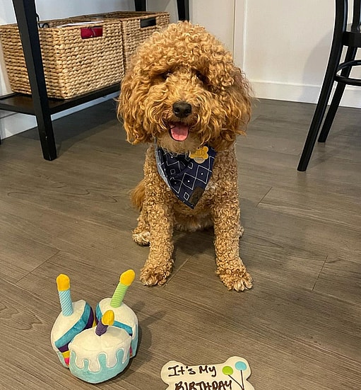 A micro goldendoodle
