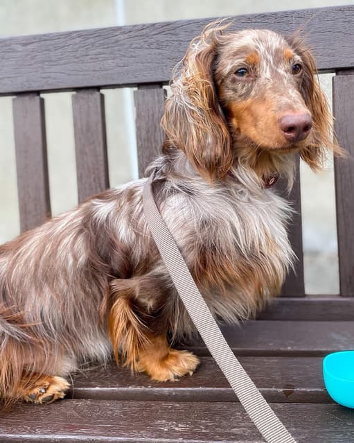 Long Hair Dapple Dachshund
