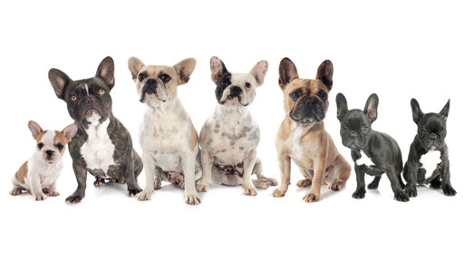 french bulldog is now america's most popular dog