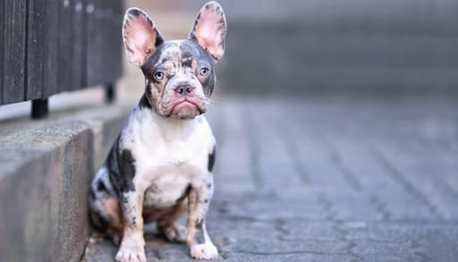 french bulldog is now america's most popular dog