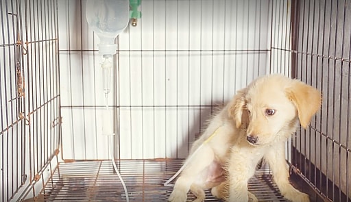 This is Jal when he was a puppy. It took them awhile to figure out what his condition was