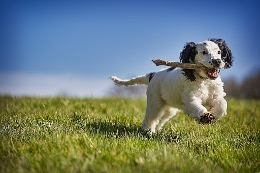 Pup with a stick in her mouth running around