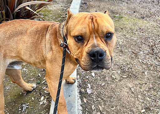 Cheddar pit bull hippo 