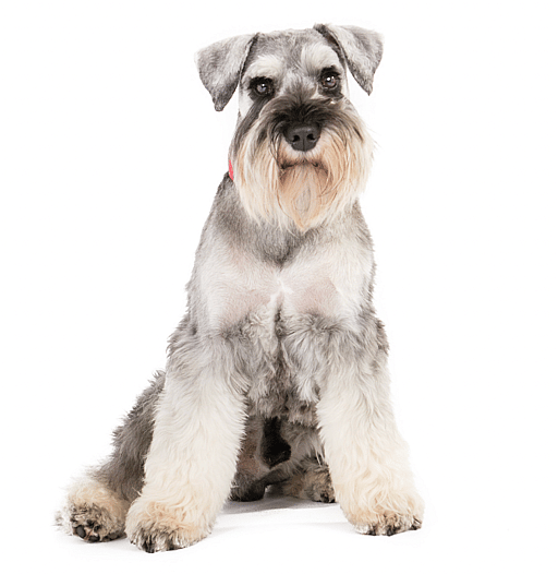Schnauzer - Are Schnauzers Hypoallergenic?