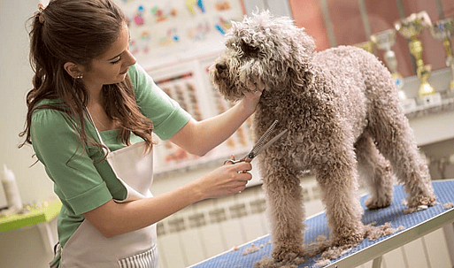 Australian labradoodle grooming