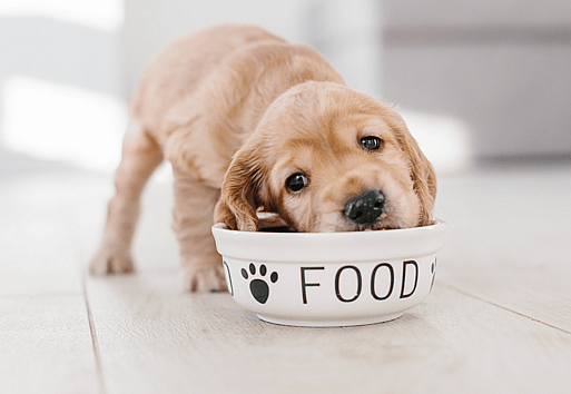 Do Cocker Spaniels Shed