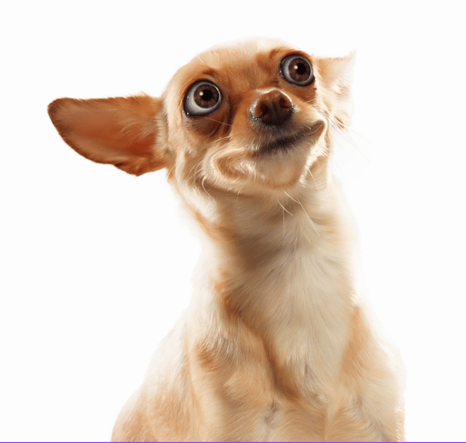 Punny Dog Names