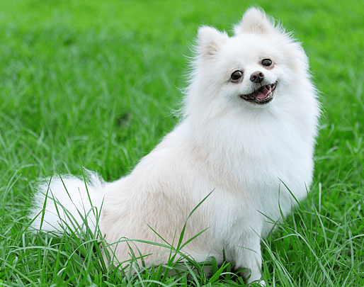 Happy pomeranian