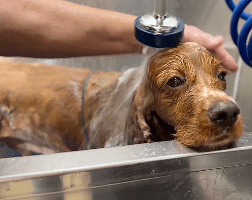 How To Shave A matted Dog